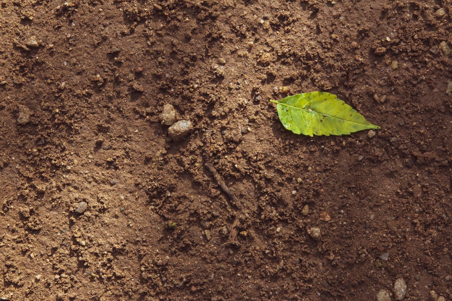 Natural Amendments for a Flourishing Garden